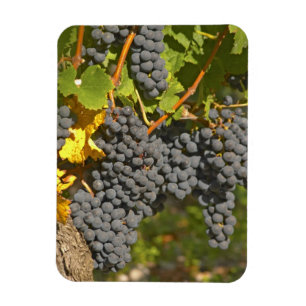 A vine with ripe Merlot grape bunches - Chateau Magnet