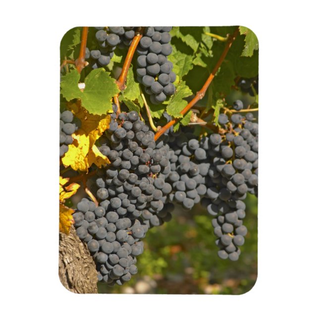 A vine with ripe Merlot grape bunches - Chateau Magnet (Vertical)