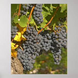 A vine with ripe Merlot grape bunches - Chateau Poster