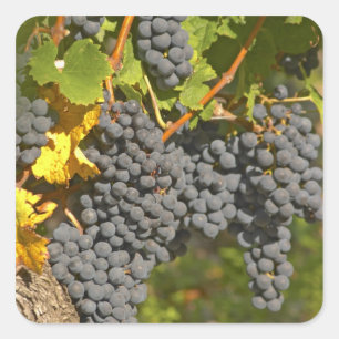A vine with ripe Merlot grape bunches - Chateau Square Sticker