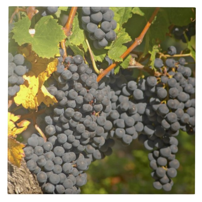 A vine with ripe Merlot grape bunches - Chateau Tile (Front)