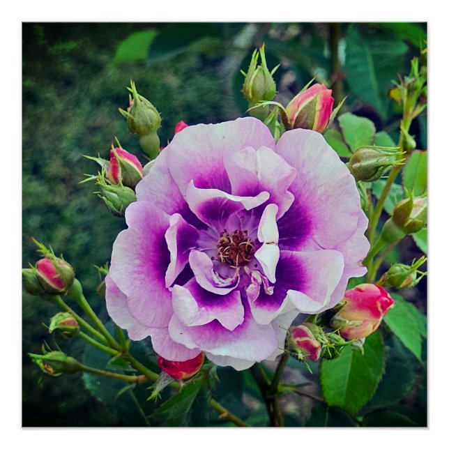 A violet rose poster (Front)