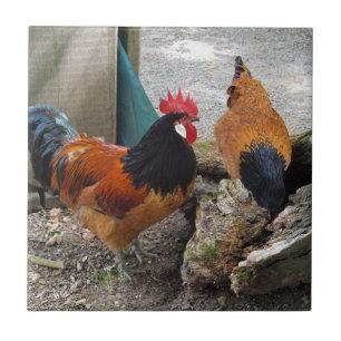 A Vorwerks Chicken pair, Rooster and Hen Eating Tile