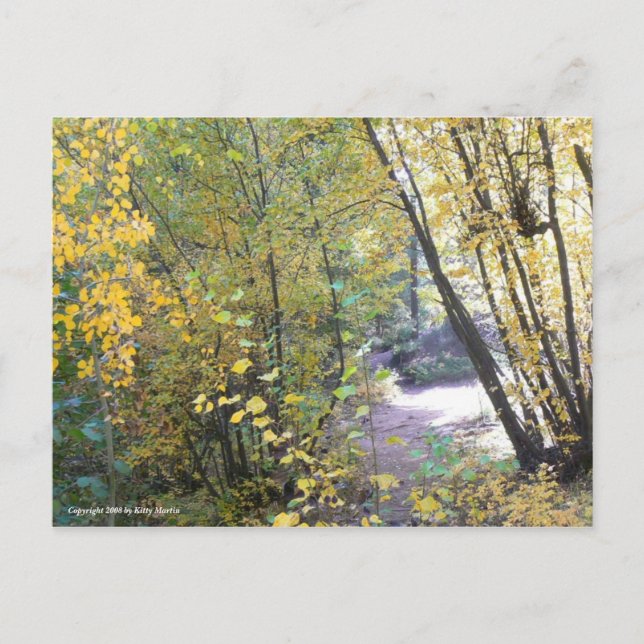 A Walk in the Woods Postcard (Front)