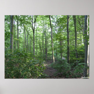 A walk in the woods poster