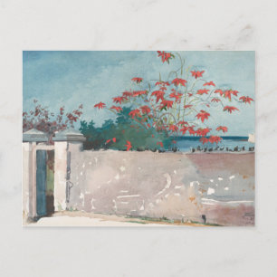 A Wall, Nassau by Winslow Homer Postcard