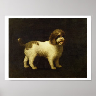 A Water Spaniel, 1769 (oil on canvas) Poster