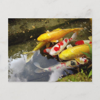 A waterway full of Japanese koi carps Postcard