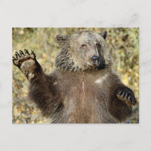 A Waving Grizzly Bear Postcard
