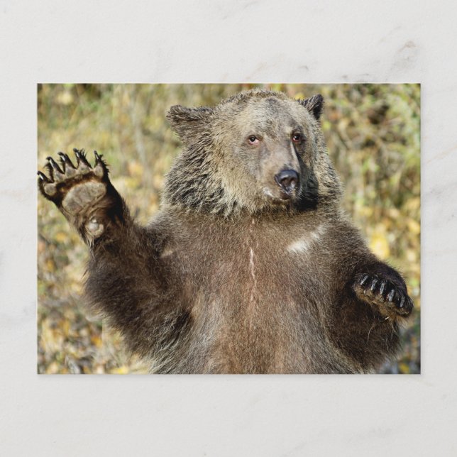 A Waving Grizzly Bear Postcard (Front)