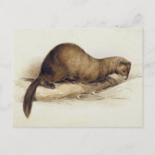 A Weasel, 1832 (w/c, pen, ink, gouache and gum ove Postcard