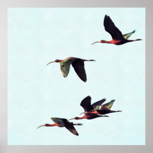 A Wedge of Ibises In Flight Poster