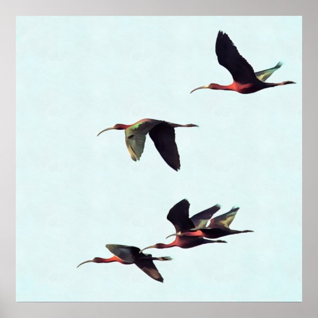 A Wedge of Ibises In Flight Poster (Front)