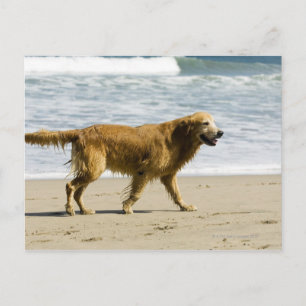 A wet dog at the beach. postcard