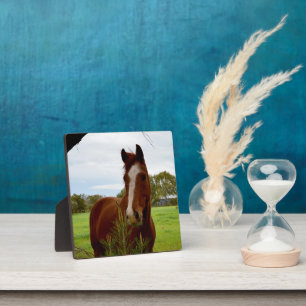 "A Whiff of Nature: A Chestnut Horse and Banksia, Plaque