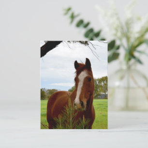 "A Whiff of Nature: A Chestnut Horse and Banksia,  Postcard
