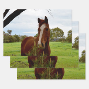 "A Whiff of Nature: A Chestnut Horse and Banksia, Wrapping Paper Sheet