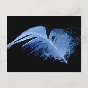 A whisper of a feather postcard