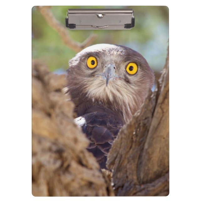 A White-breasted Snake Eagle Clipboard (Front)