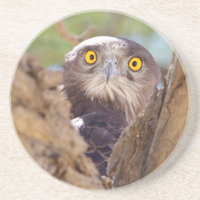 A White-breasted Snake Eagle Coaster (Front)