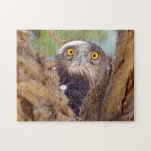 A White-breasted Snake Eagle Jigsaw Puzzle