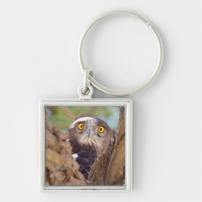 A White-breasted Snake Eagle Key Ring (Front)