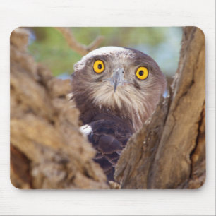 A White-breasted Snake Eagle Mouse Pad