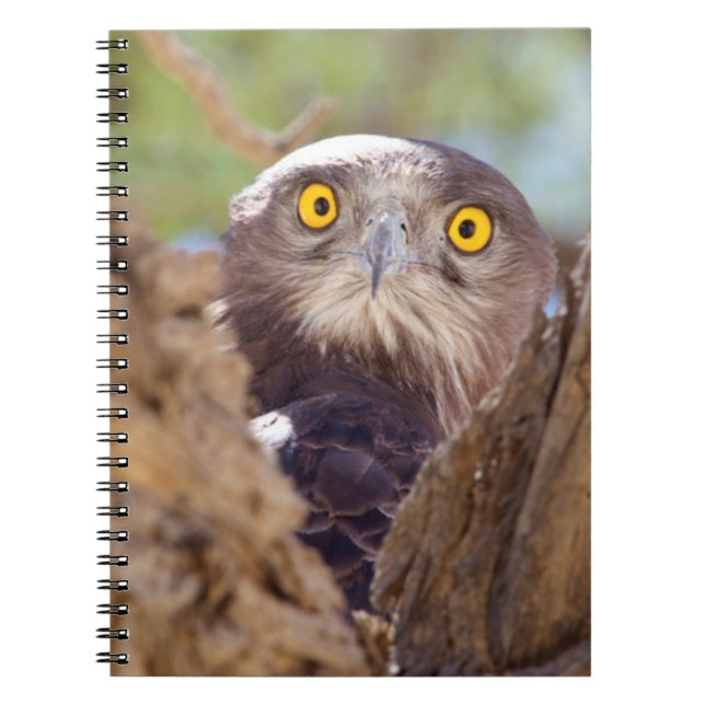 A White-breasted Snake Eagle Notebook (Front)