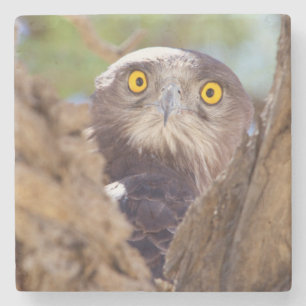 A White-breasted Snake Eagle Stone Coaster