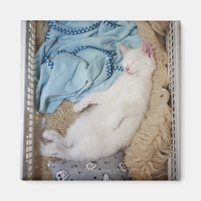 A white cat sleeping in a laundry basket, magnet (Front)