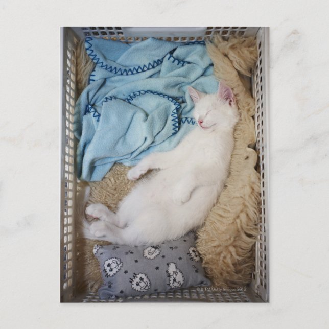 A white cat sleeping in a laundry basket, postcard (Front)