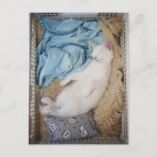 A white cat sleeping in a laundry basket, postcard