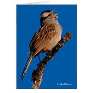 A White-Crowned Sparrow Sings to the Sun