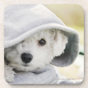 a white dog wearing a hood of shirt coaster