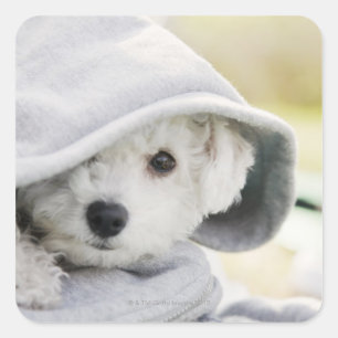a white dog wearing a hood of shirt square sticker