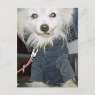A white dog wearing clothes. postcard