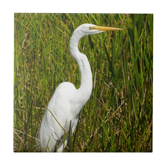 A White Egret in the Marsh Ceramic Tile (Front)