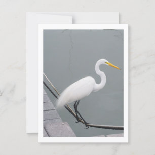 A white egret postcard