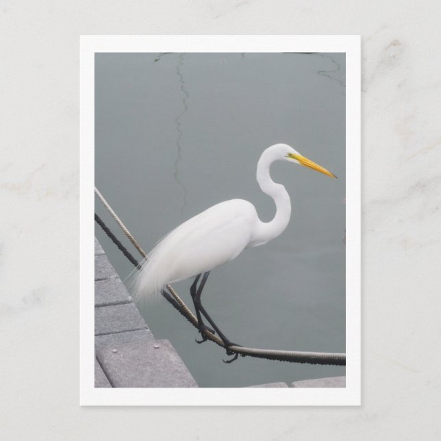 A white egret postcard (Front)