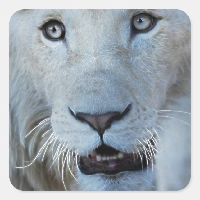 A White Lion in South Africa Square Sticker (Front)