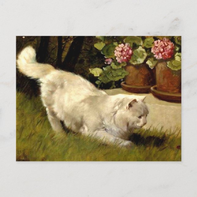 A White Persian Cat Watching a Ladybug Postcard (Front)
