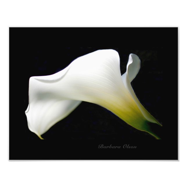 A white & pure Calla Lily:An anatomy of a flower Photo Print (Front)