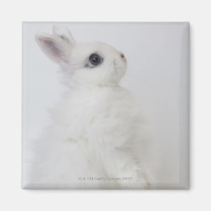 A white rabbit.Jersey Wooly. Magnet
