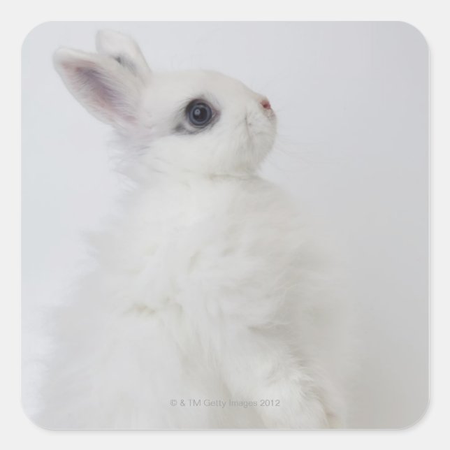 A white rabbit.Jersey Wooly. Square Sticker (Front)
