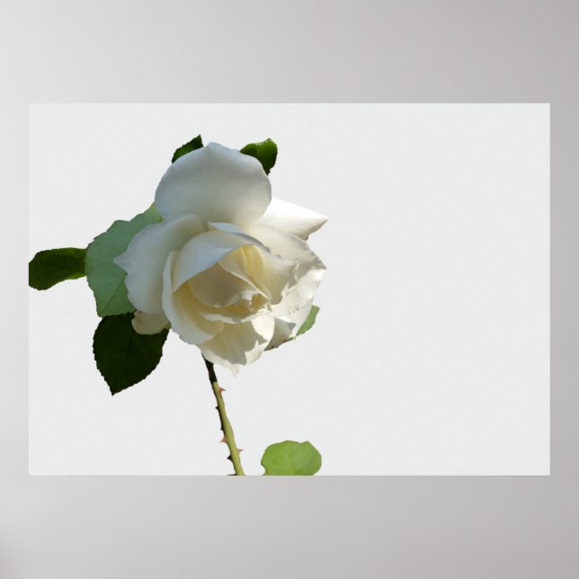 a white rose poster (Front)