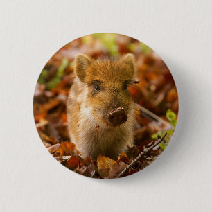 A Wild Boar Piglet Sus Scrofa in the Autumn Leaves 6 Cm Round Badge