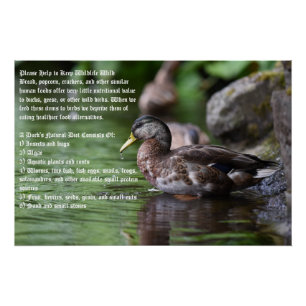 A Wild Duck's Diet Poster