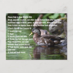 A Wild Duck's Diet Poster Postcard