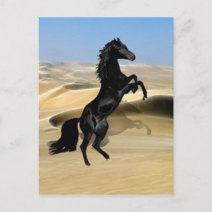 A wild rearing black stallion postcard