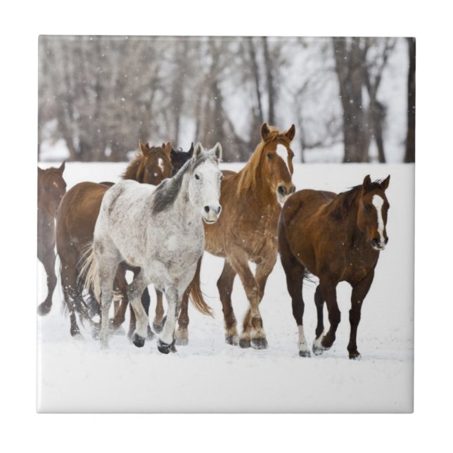 A winter scenic of running ceramic tile (Front)